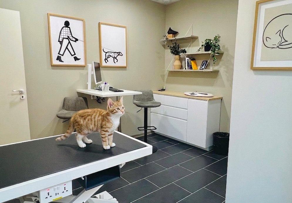 Chaton en happy visit à la Clinique Vétérinaire La Duranne