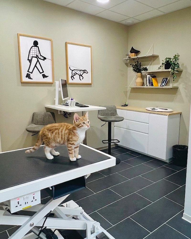 Chat dans notre salle de consultation
