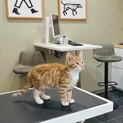 Chat soigné à la Clinique Vétérinaire La Duranne