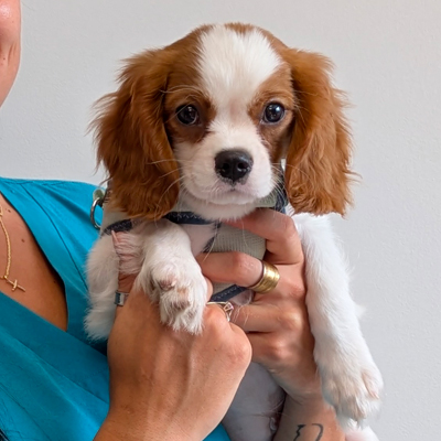 Chien soigné à la Clinique Vétérinaire La Duranne