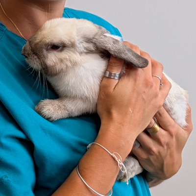 NAC lapin soigné à la Clinique Vétérinaire La Duranne